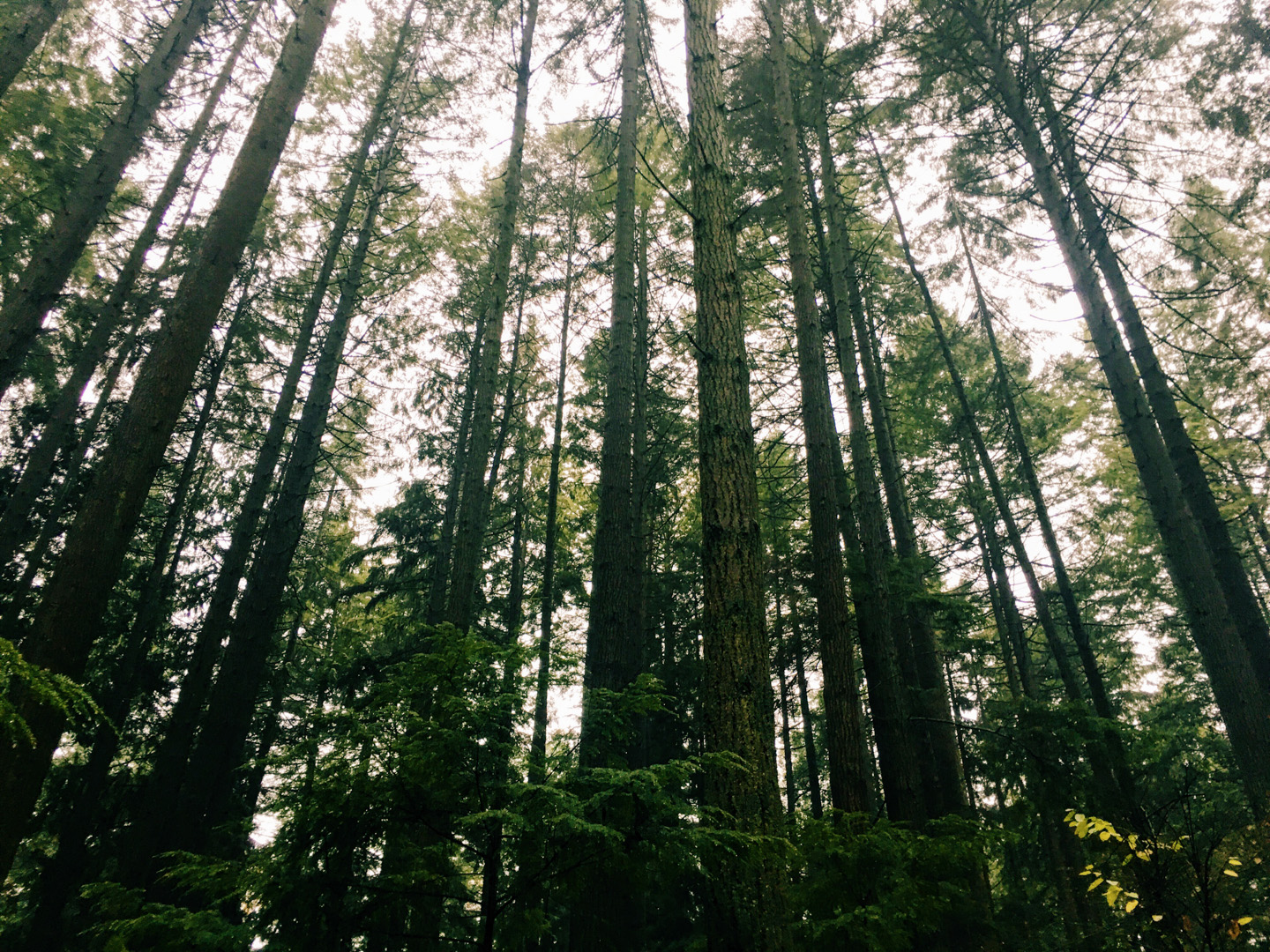 Vancouver Forest