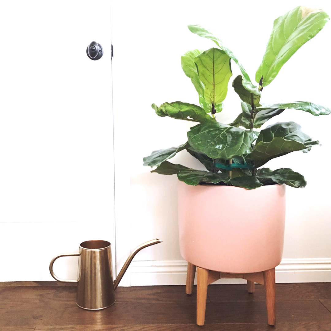 Jackie's Fiddle Leaf Fig Tree indoor plant with West Elm pink planter and Target gold watering can.