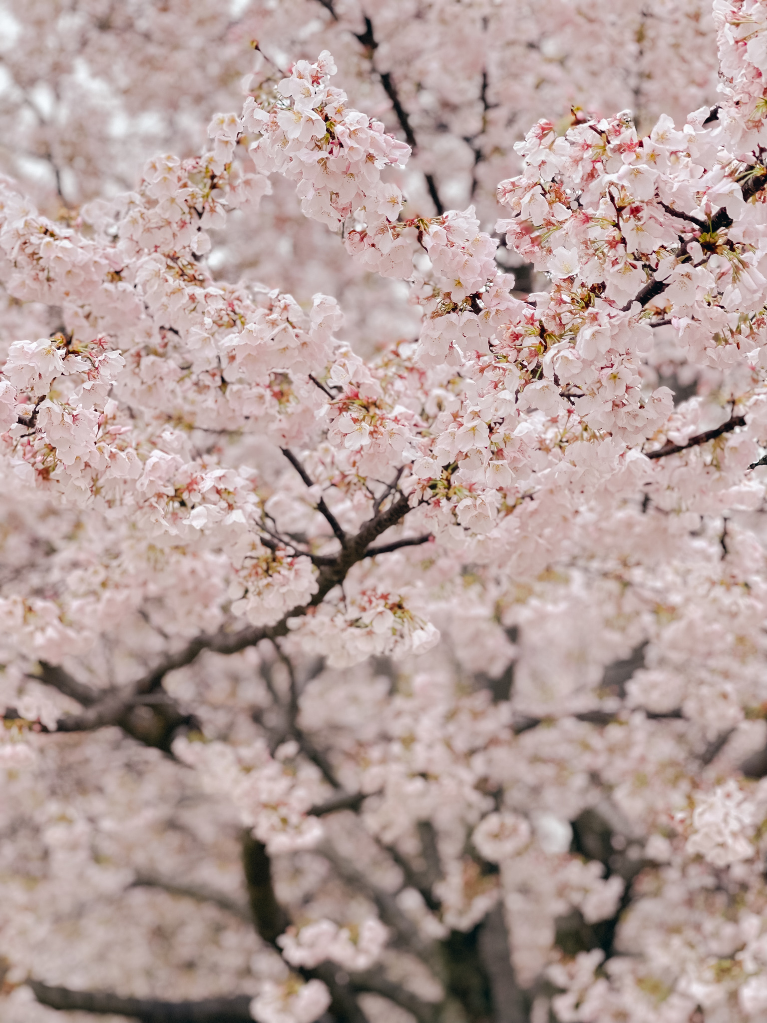 Cherry Blossoms DC